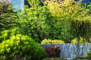 dekorieren Pflanzen im das Wohn Steingarten Garten foto