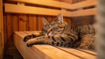 das friedlich Gegenwart von ein Schlafen Katze Innerhalb ein Sauna präsentieren Wie das Wärme können Vorteil beide Menschen und Haustiere. foto