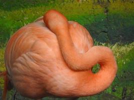 Zusammenfassung eines rosa Flamingos foto