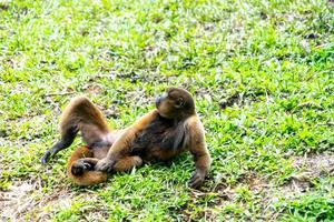 Chorongo-Affe, Amazonien, Ecuador foto