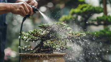 ein Nahansicht von das Mann mit ein fein Nebel Sprühgerät zu sanft Wasser das Blätter und Geäst von ein Bonsai Baum hervorrufen ein Sinn von Zen und Ruhe im das Pflege Prozess foto