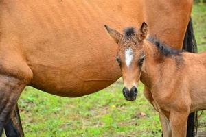 Mutter und junges Pferd foto