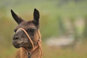 ein lama, ecuador foto