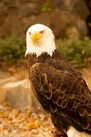 amerikanischer Weißkopfseeadler foto