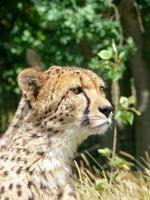 Gepard in einer Zooumgebung foto