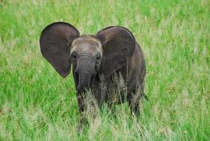 ein Elefantenbaby foto