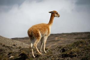 Wildtiere im Chimborazo Wildlife Reserve in Ecuador foto