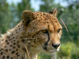 Gepard in einer Zooumgebung foto