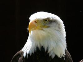 amerikanischer Weißkopfseeadler foto