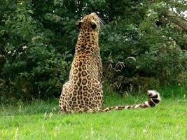 Jaguar in einer Zooumgebung