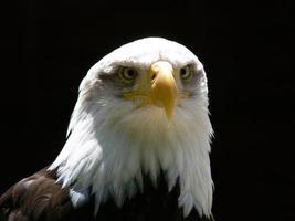 amerikanischer Weißkopfseeadler foto