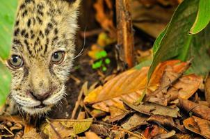 ein junger Jaguar im Gras foto