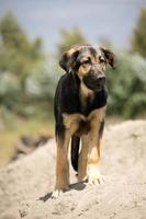 ein junger deutscher schäferhund foto