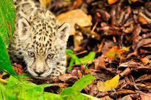 ein junger Jaguar im Gras foto