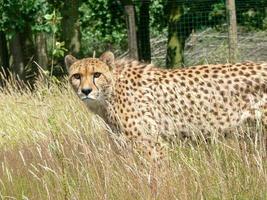 Gepard in einer Zooumgebung foto