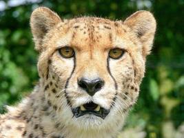 Gepard in einer Zooumgebung foto