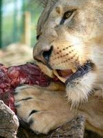 ein einzelner männlicher Löwe beim Essen foto