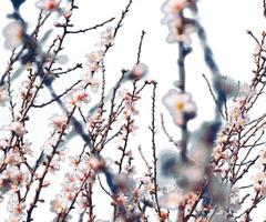 abstrakte weiße und grüne Blattblume blühender Zweig Overlays des Frühlings-Kirschblüten-Baums auf weiß. foto