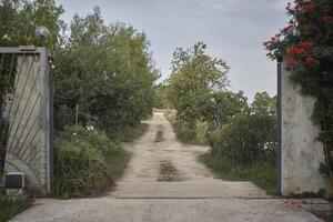 die unbefestigte Straße inmitten der Bäume. foto