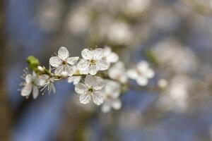 Ast von Baum mit Weiß Blumen foto