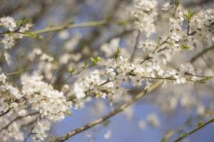 schließen oben von Baum mit Weiß Blumen foto