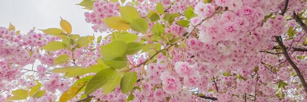 blühen Rosa Kirsche Blüten gegen ein Sanft Himmel, Signalisierung das Ankunft von Frühling und verbunden zu Hanami Festival Feierlichkeiten foto