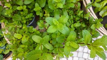 üppig Grün Minze Blätter wachsend im ein Korb, perfekt zum kulinarisch, Gartenarbeit, und Kräuter- Medizin Konzepte, verbunden zu frisch produzieren und gesund Essen foto