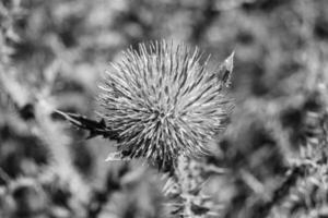 schöne wachsende Blumenwurzel Klettendistel auf Hintergrundwiese foto