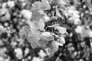 Fotografie auf Thema schön Obst Ast Apfel Baum mit natürlich Blätter unter sauber Himmel foto