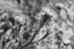 schöne wachsende Blumenwurzel Klettendistel auf Hintergrundwiese foto