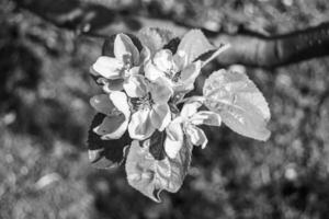 Fotografie auf Thema schön Obst Ast Apfel Baum mit natürlich Blätter unter sauber Himmel foto