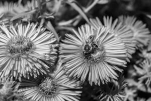 schöne wilde Blume geflügelte Biene auf der Hintergrundlaubwiese foto