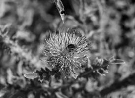 schöne wilde Blume geflügelte Biene auf der Hintergrundlaubwiese foto