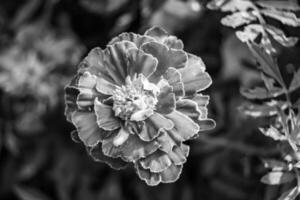 feine wild wachsende Ringelblume Calendula auf Hintergrundwiese foto