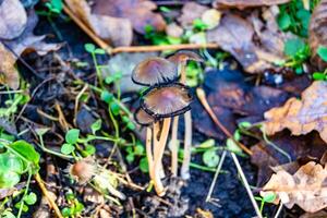 Fotografie zu Thema groß schön giftig Pilz im Wald auf Blätter Hintergrund foto