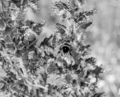 schöne wilde Blume geflügelte Biene auf der Hintergrundlaubwiese foto