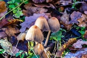 Fotografie zu Thema groß schön giftig Pilz im Wald auf Blätter Hintergrund foto