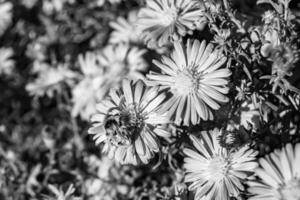 schöne wilde Blume geflügelte Biene auf der Hintergrundlaubwiese foto