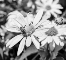 schöne wilde Blume geflügelte Biene auf der Hintergrundlaubwiese foto