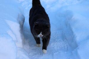 ein grau wild Katze Spaziergänge im ein Dorf Garten im Winter foto