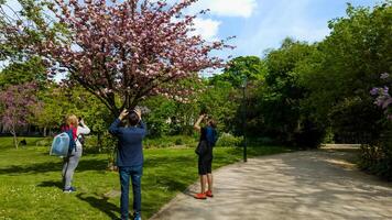 drei Menschen Fotografieren Kirsche Blüten im ein Park, Erfassen das Wesen von Frühling und Hanami Feierlichkeiten, inmitten üppig Grün und ein klar Blau Himmel foto