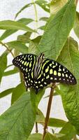 ein atemberaubend Nahansicht Foto von ein gemustert Schmetterling thront anmutig auf beschwingt Blumen, zeigen aus das kompliziert Flügel Detail und natürlich Schönheit.