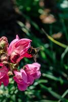 Löwenmaul Blumen im das Garten, Löwenmaul Majus, Rosa Blume Kopf und verschwommen Hintergrund foto