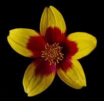 bidens ferulifolia Blume foto