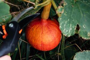 rot Kuri quetschen oder Zwiebel quetschen im ein ökologisch Garten, Kürbis Maxima foto