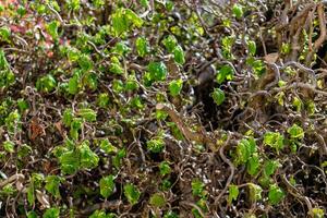 verdrehte Hasel Baum im Frühling mit wellig Geäst und wachsend Laub, corylus Avellana Kontorta foto