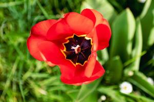 rot Tulpe im ein Garten im Frühling, Liebe und Gesundheit Pflege Konzept, Tulpe foto