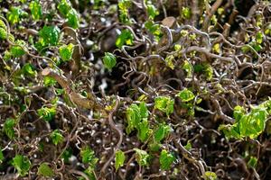 verdrehte Hasel Baum im Frühling mit wellig Geäst und wachsend Laub, corylus Avellana Kontorta foto