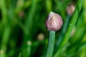 Schnittlauch im Blume und mit Knospen, Lauch Schönoprasum foto