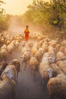 ein lokal Frau und ein groß Schaf Herde Rückkehr zu das Scheune im das Sonnenuntergang, nach ein Tag von Fütterung im das Berge im neunh Thuan Provinz, Vietnam. foto